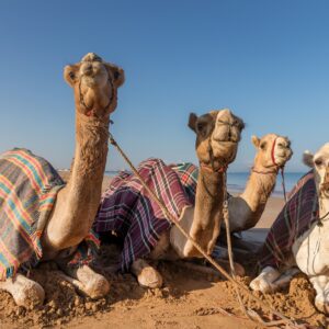 Super Safari Hurgada | Quad, Pustinja i Beduinsko Selo